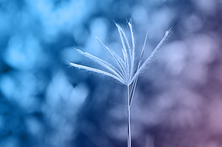 Gradient color fillter of Grass flower with light bokeh backgroundsの写真素材