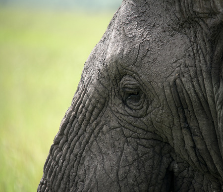 Elephant Eye and Wrinkles