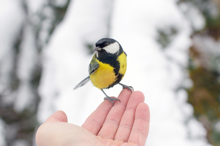 Human hand feeding the bird.の写真素材