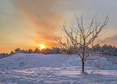 lonely tree on a background of a winter sunset in the forestの写真素材