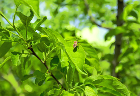 beetle with long mustaches sits on green sheetの写真素材