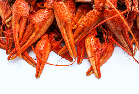 appetizing red boiled crawfish on a white backgroundの写真素材