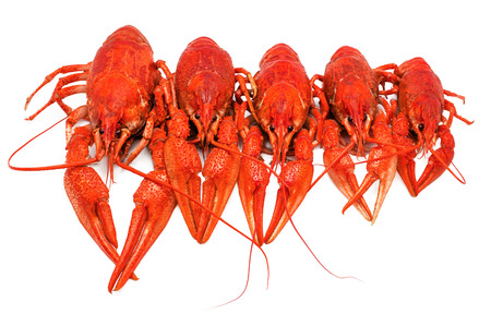 red boiled crawfish on a white backgroundの写真素材