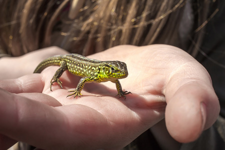 beautiful green lizard basking in the handの写真素材