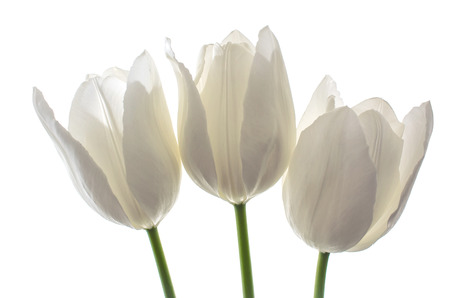 white spring flowers, tulips on white backgroundの写真素材