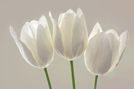 white spring flowers, tulips on white backgroundの写真素材