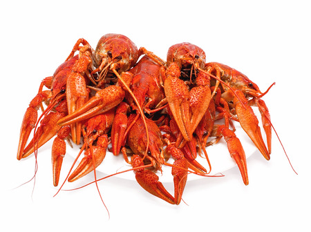 appetizing red boiled crawfish on a white backgroundの写真素材