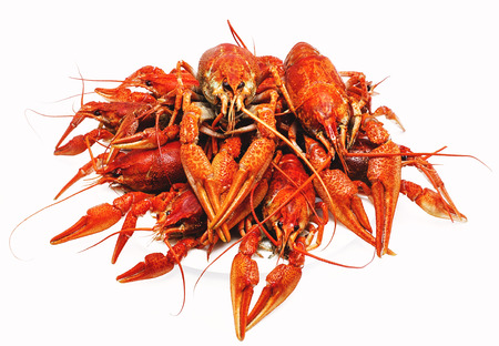 appetizing red boiled crawfish on a white backgroundの写真素材