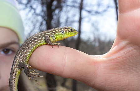 beautiful green lizard sitting on a fingerの写真素材