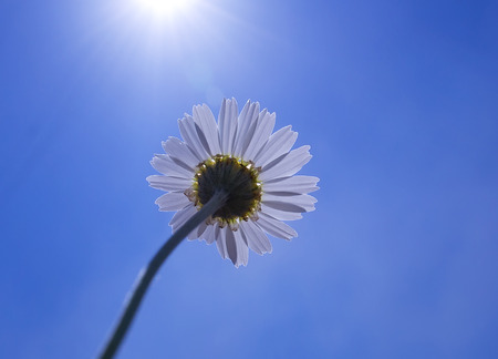 daisy flower reaches for the sun in the background of cloudsの写真素材
