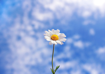 wild daisy against blue sky with light white cloudsの写真素材