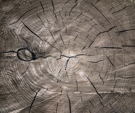 texture of wood cut-off for the backgroundの写真素材