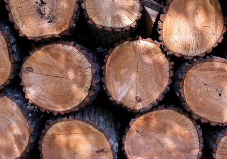 felled trees with knots closeup backgroundの写真素材