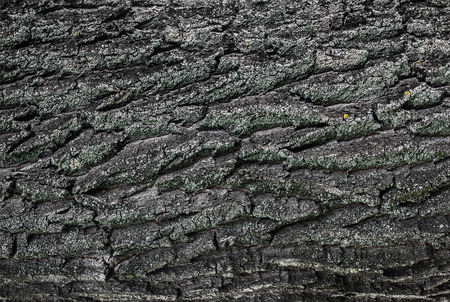 relief bark of an old tree close-up backgroundの写真素材