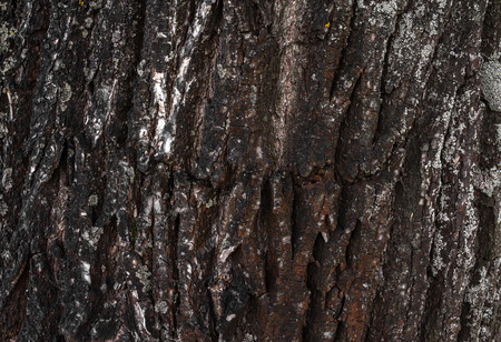 relief bark of an old tree close-up backgroundの写真素材