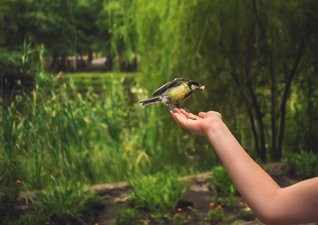 wild bird in the palm summer eats on blurred backgroundの写真素材