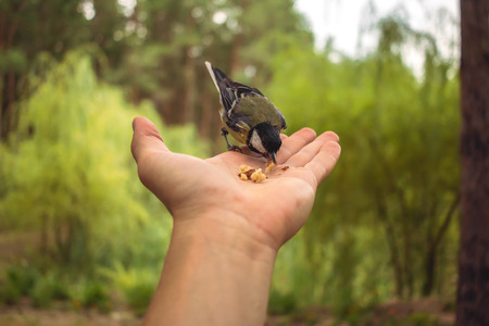 wild bird on the palm eat nuts in the summer blurred backgroundの写真素材