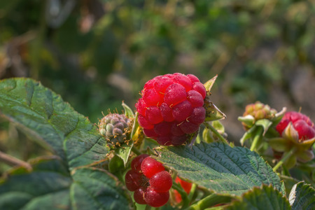 close-up of the ripe raspberry in the fruit gardenの写真素材