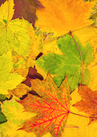 colorful autumn maple leaves. autumn cardの写真素材