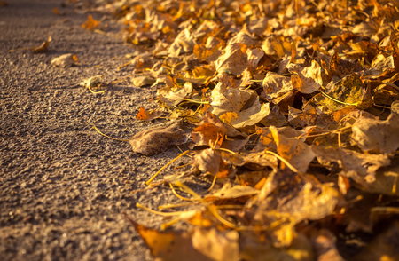 golden autumn leaves with different shades closeup. autumn backgroundの写真素材