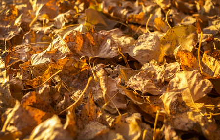 golden autumn leaves with different shades closeup. autumn backgroundの写真素材