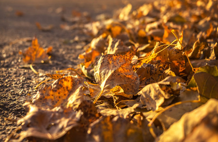 Golden autumn leaves  on the blurred backgroundの写真素材