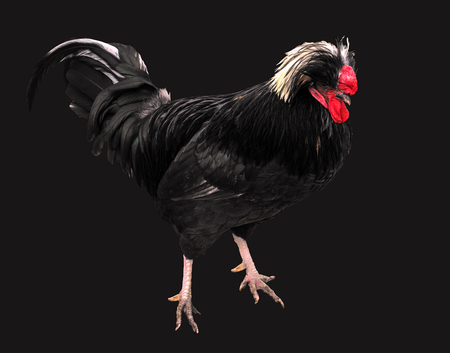 exotic colorful cock with a crest, red comb and a long tailの写真素材