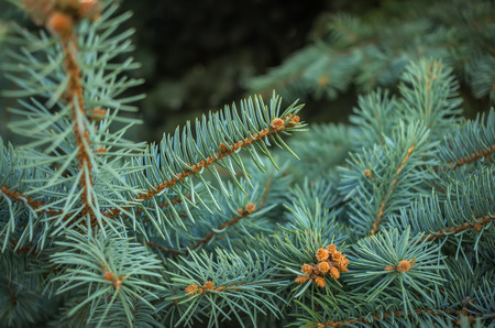Blue spruce branches on a textured background.  New Year or Christmas backgroundの写真素材