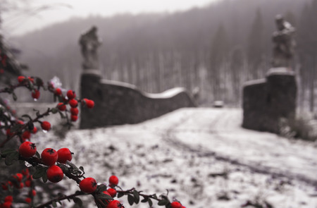 wild red berries on a blurred background of mountains in the fogの写真素材