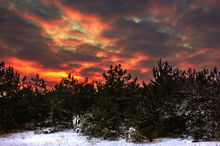 winter red sunset in the snowy pine forest. landscapeの写真素材