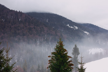 snowy mountains with oak and hornbeam forests, on the background of fir trees topsの写真素材
