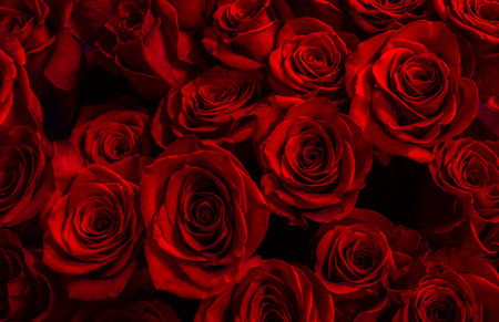 fresh red roses background.の写真素材
