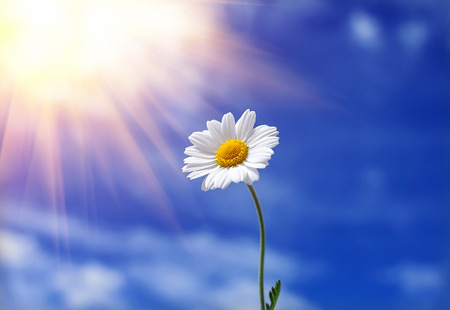 wild daisy flower stretches for the sun in the background of cloudsの写真素材