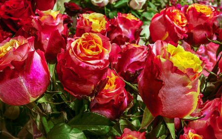 rose garden with a lot of pink roses - white. flowers background.の写真素材