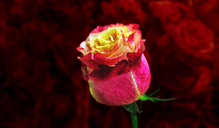 luxury a major rose on blurred background million roses. flower of Love.の写真素材