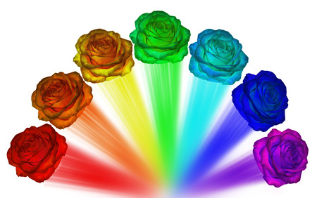 Roses of all colors of the rainbow on a white background. colors of rainbow.の写真素材