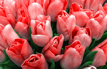 Holiday Bouquet, spring flowers, pink tulips. flowers background.の写真素材