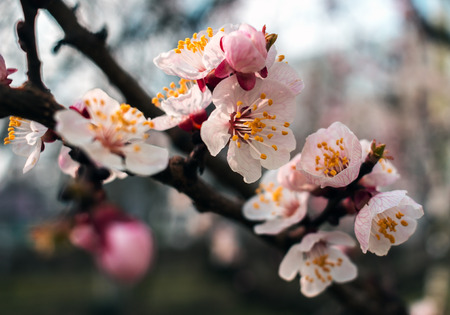 spring flowers. apple tree with pink flowers on blurred background.の写真素材