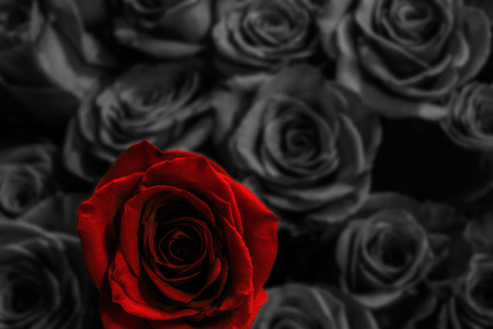 red rose on a blured roses background. card with flowers.の写真素材
