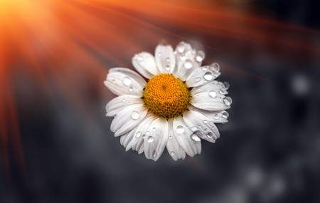 wild daisy flower with drops of morning dew at sunriseの写真素材