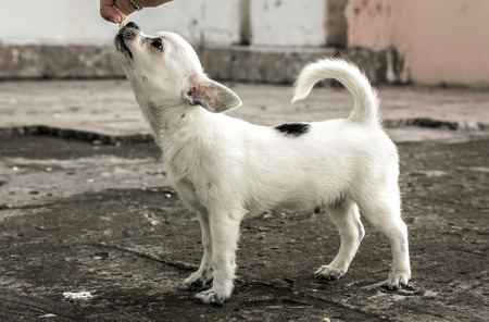Chihuahua puppy training. girl feeding a puppy.の写真素材
