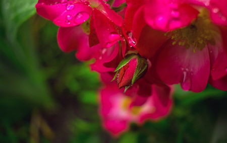 pink rose in the morning dew on the lawnの写真素材