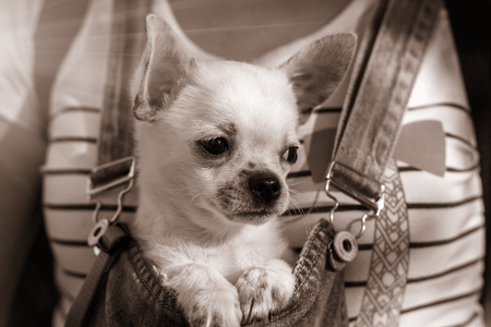puppy chihuahua in the bosom of the girl, at sunset.の写真素材