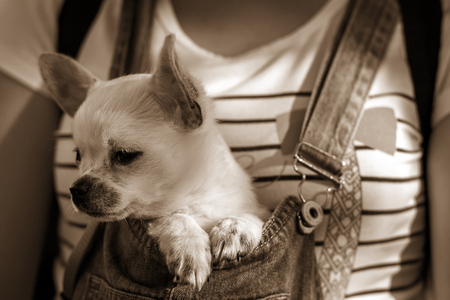 funny puppy chihuahua in the bosom of the girl, lookingの写真素材