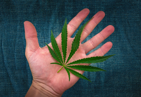 cannabis leaf on the palm. marijuana on jeans backgroundの写真素材