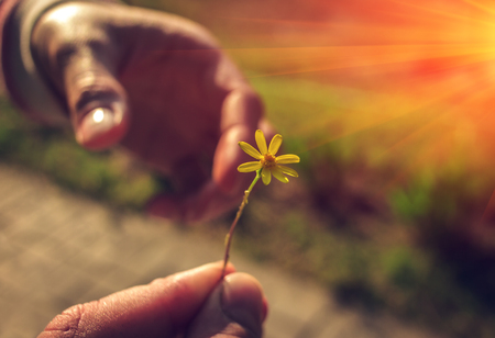 Hand gives a wild flower with love at sunset. romance, feelingsの写真素材
