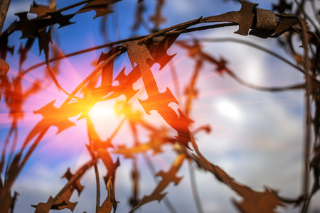 stabbing sharp fence on blurred sky background at sunsetの写真素材