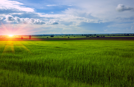 young wheat field at sunset on a background of cloudsの写真素材