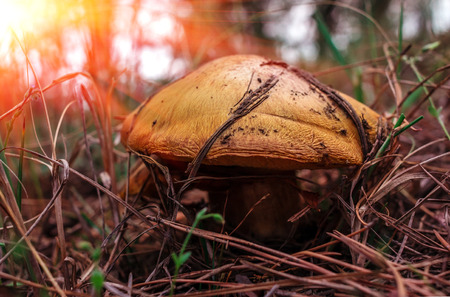 mushroom greasers under pine needles in a forest at sunset