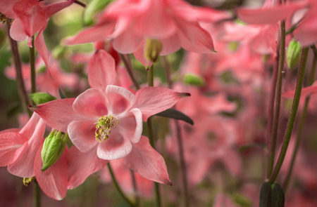 Wild pink flower bell  close-up in the sun on a blurred backgroundの写真素材